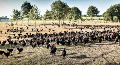 Poulets noirs fermiers de Challans